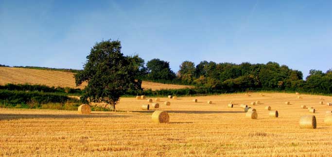 Agricoltura, raddoppia dotazione per bando su partenariati di ...